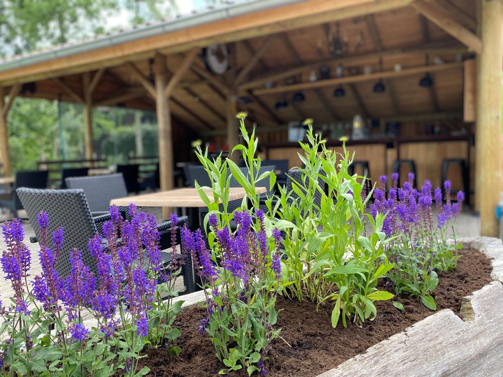 Lavendel bij de buitenbar